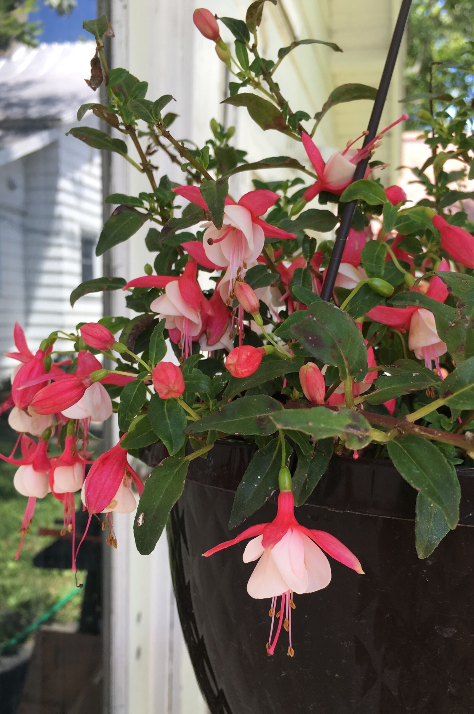 iPhone 6s Plus back camera 4.15mm f/2.2 sample photo. Flowers, floral, garden photography