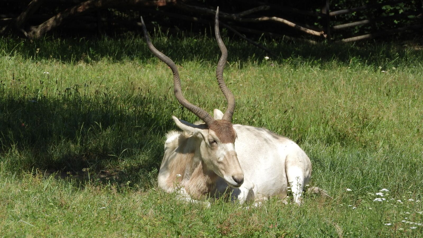 Nikon Coolpix P610 sample photo. Addax, addax nasomaculatus, the photography
