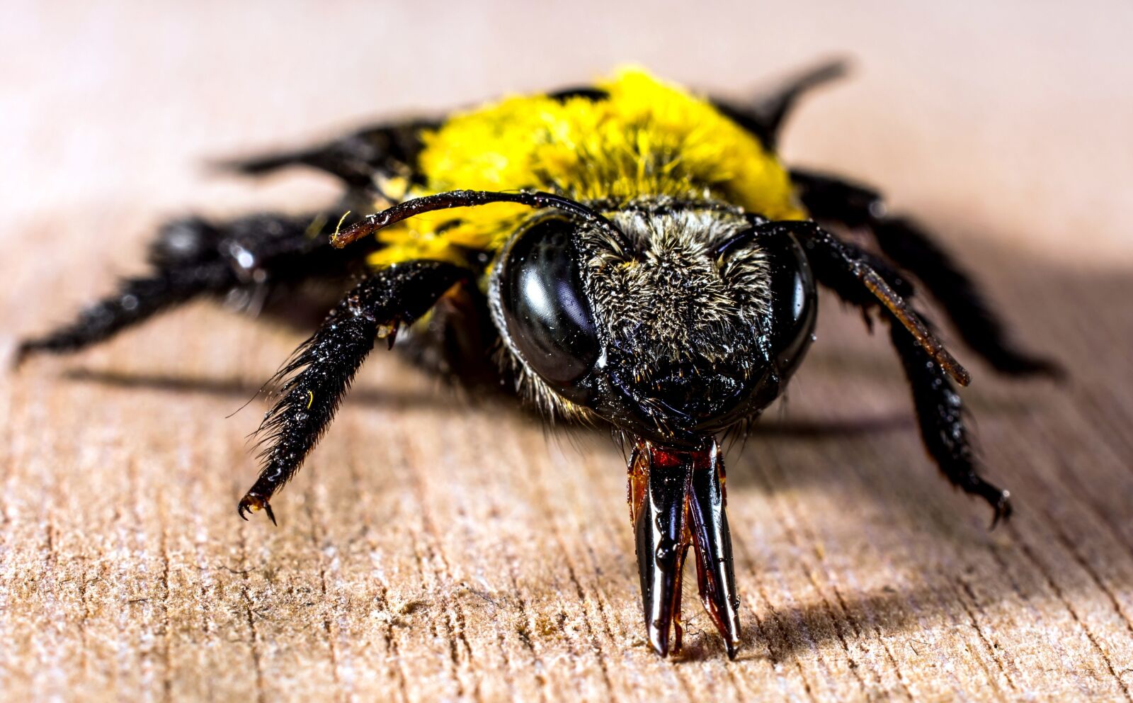 Nikon D5200 sample photo. Bee, close, macro, insect photography
