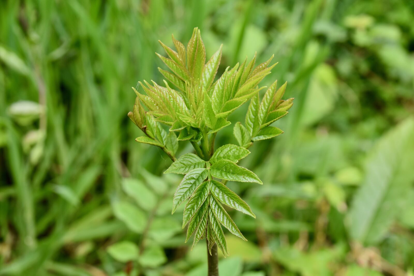 Nikon D5600 sample photo. Plant, green plant, green photography