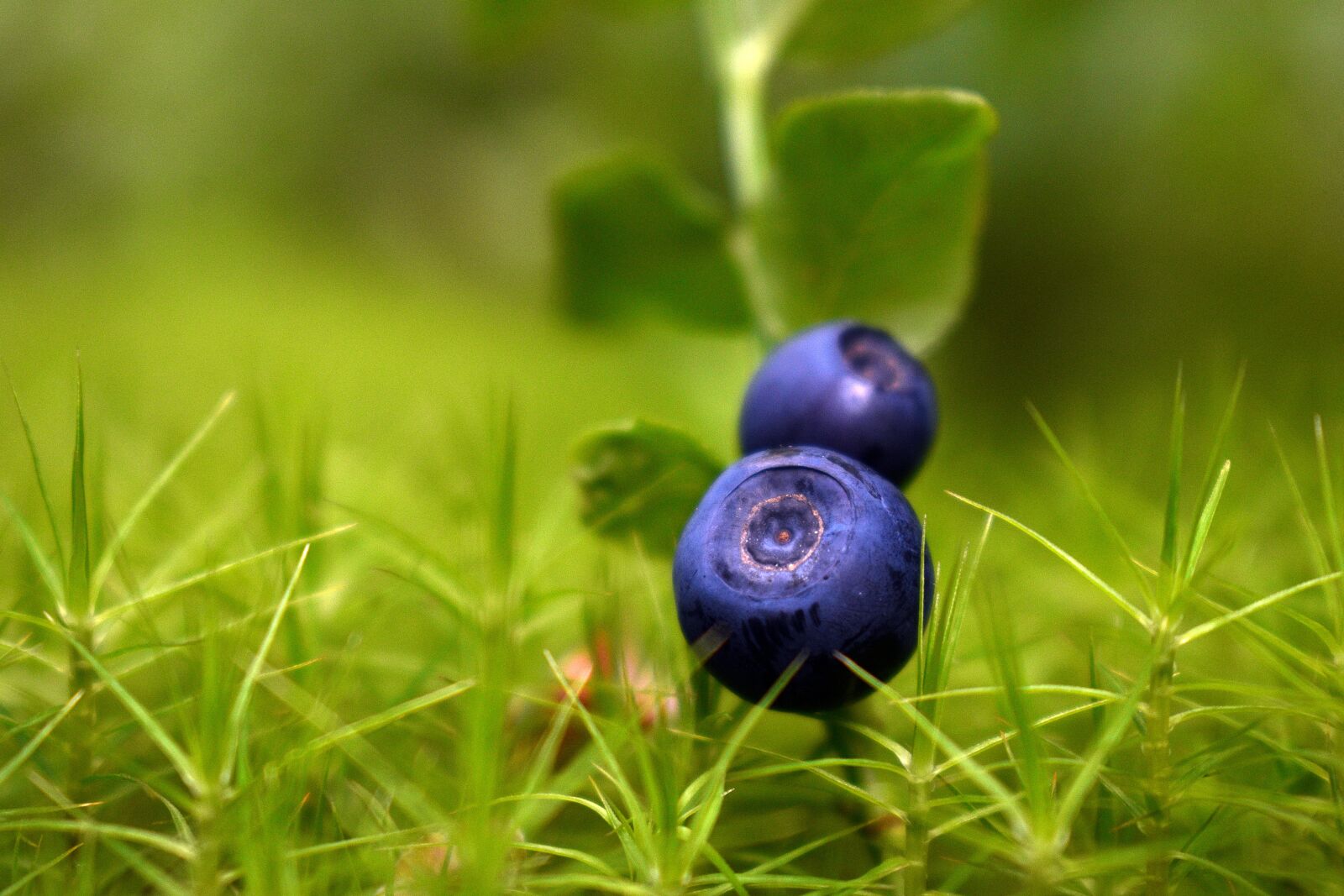 Nikon D3400 sample photo. Berries, jagoda, fruit photography