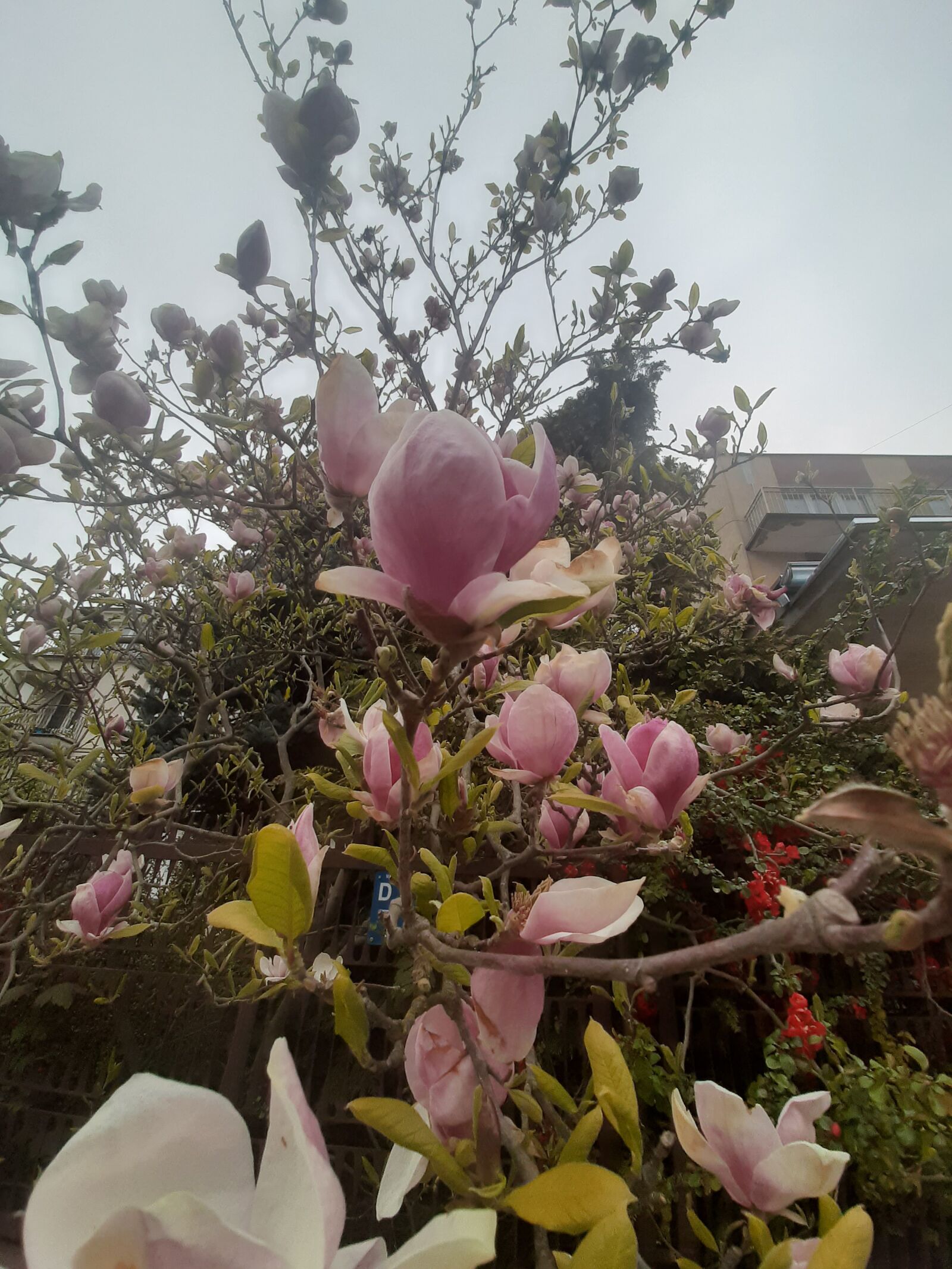 Samsung Galaxy A50 sample photo. Flowers, branches, spring photography