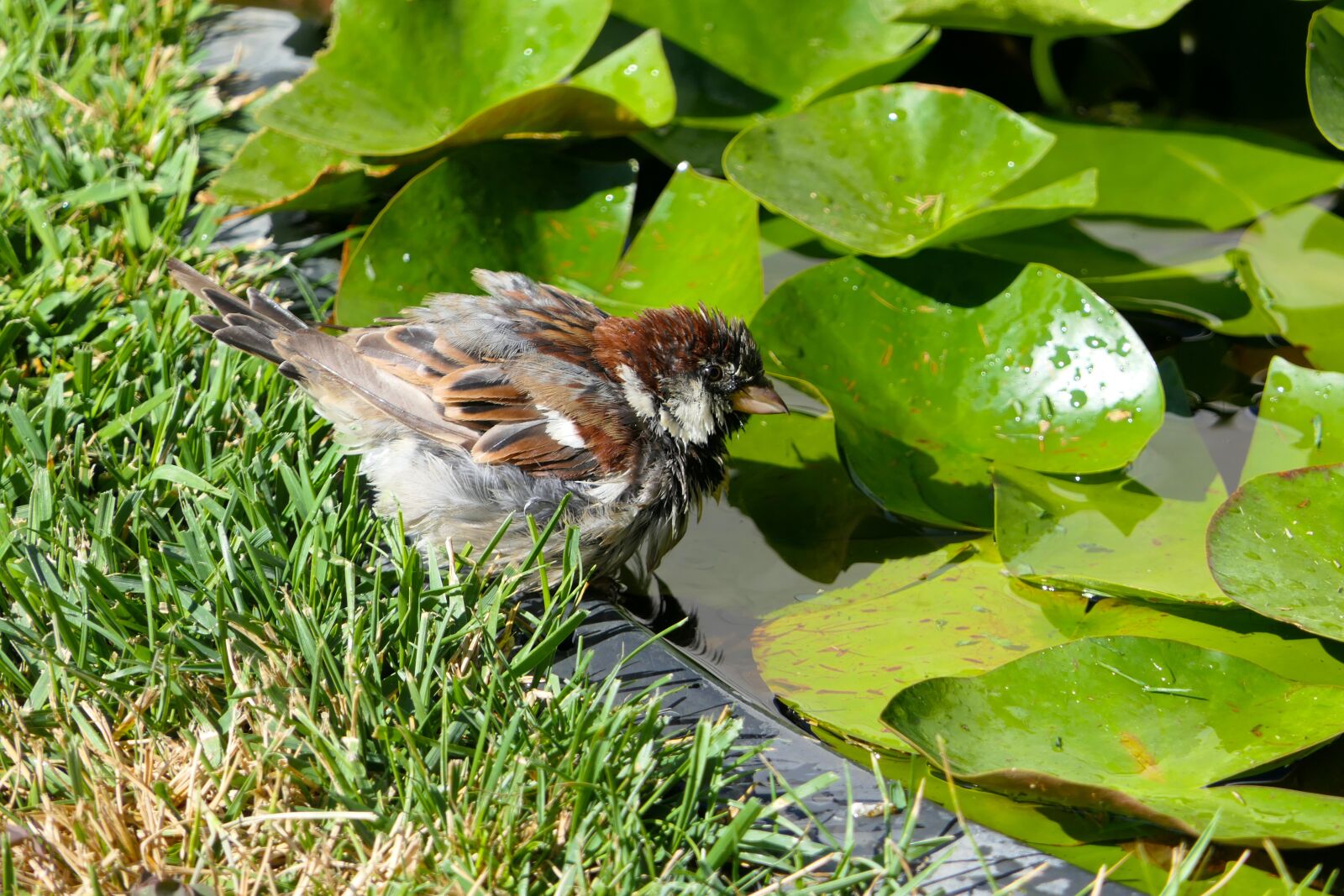 Panasonic Lumix DMC-FZ2500 (Lumix DMC-FZ2000) sample photo. Sparrow, drinks, water photography