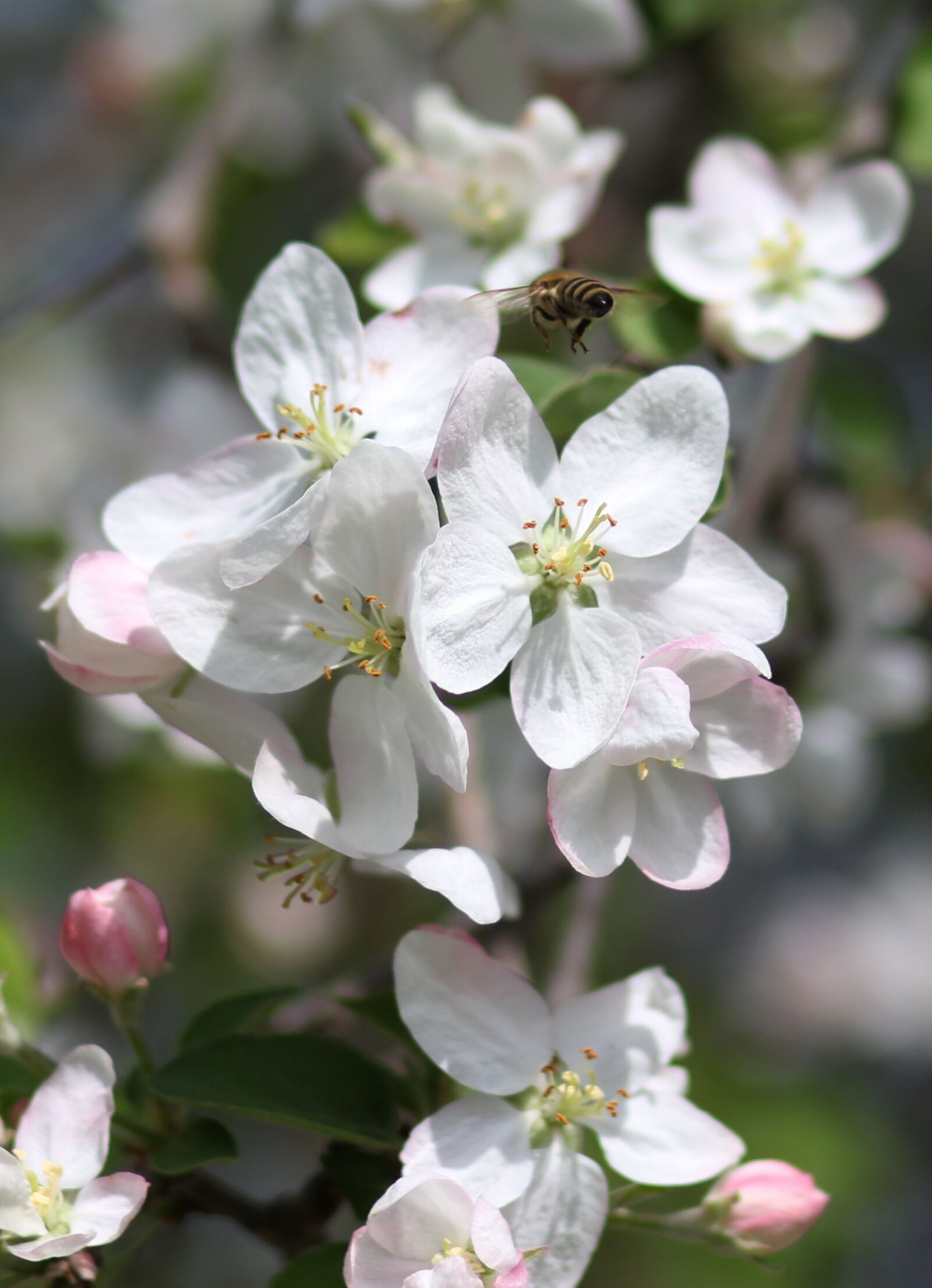 Canon EOS 700D (EOS Rebel T5i / EOS Kiss X7i) + Canon EF 85mm F1.8 USM sample photo. Flowers, white, tree photography