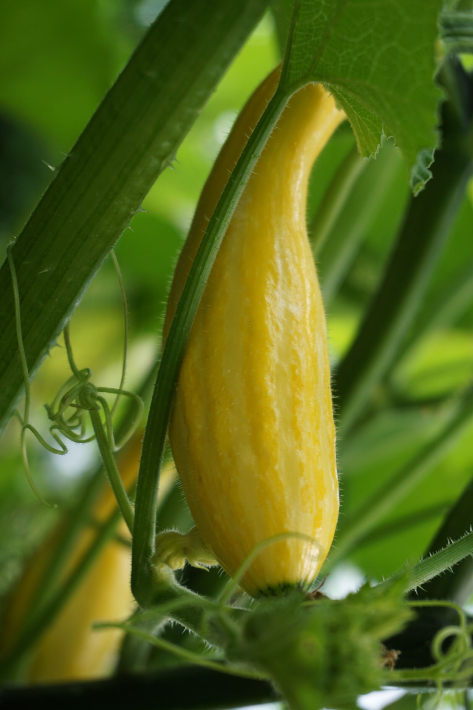 Sony a6000 sample photo. Pumpkin, gourd, yellow photography