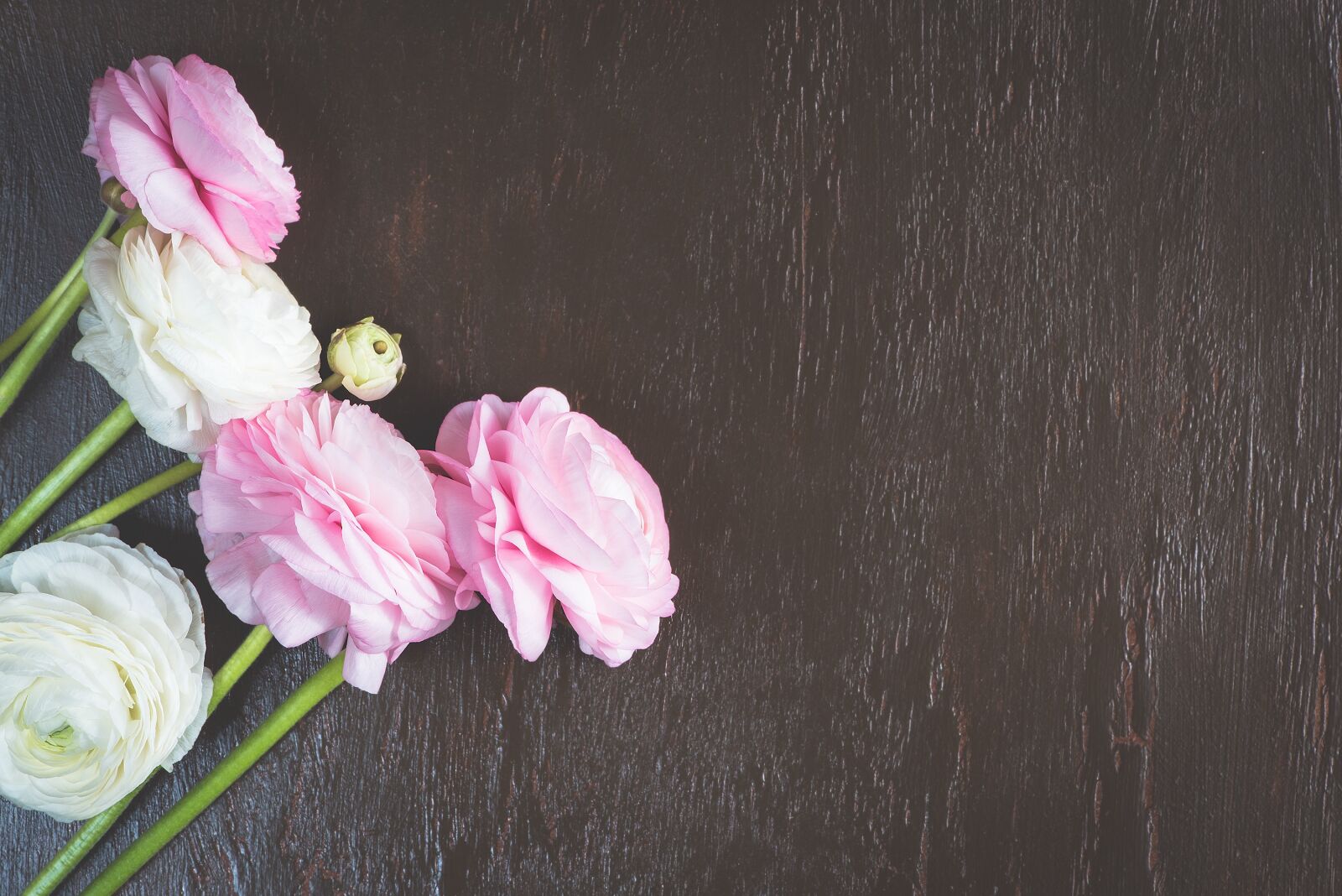 Nikon D750 sample photo. Ranunkeln, pink, white photography