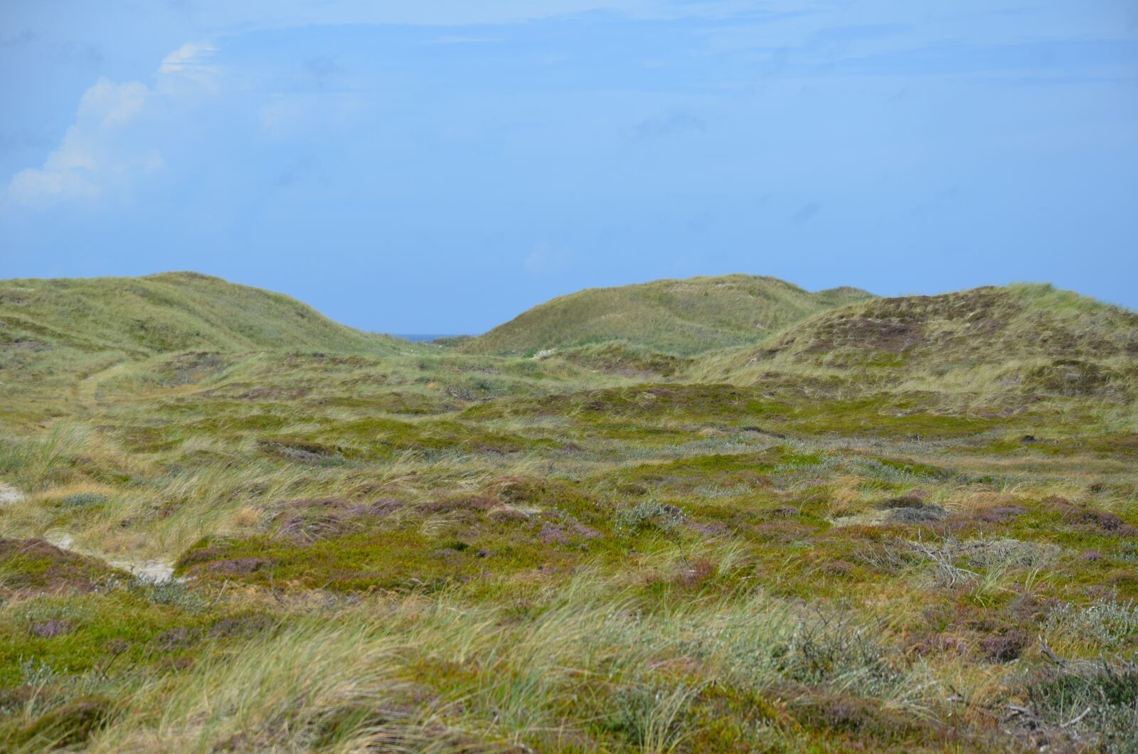 Nikon D5100 sample photo. Denmark, husby klitplantage, scandinavia photography
