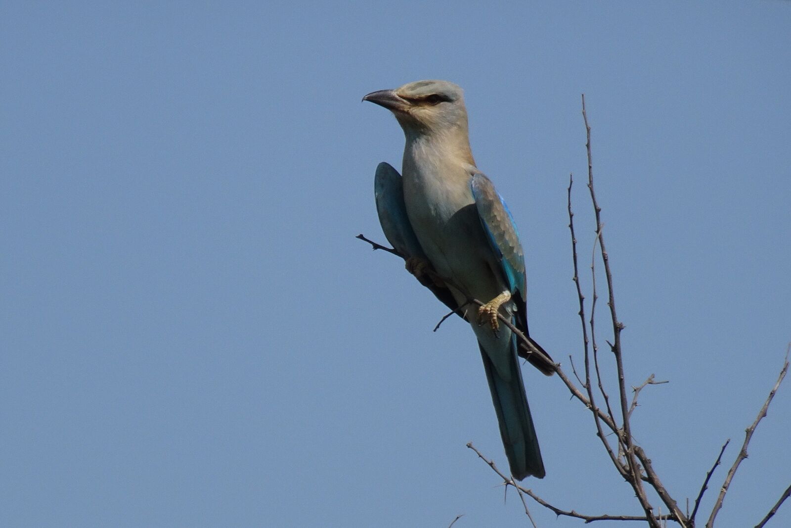 Sony Cyber-shot DSC-HX90V sample photo. Roller, bird, european roller photography
