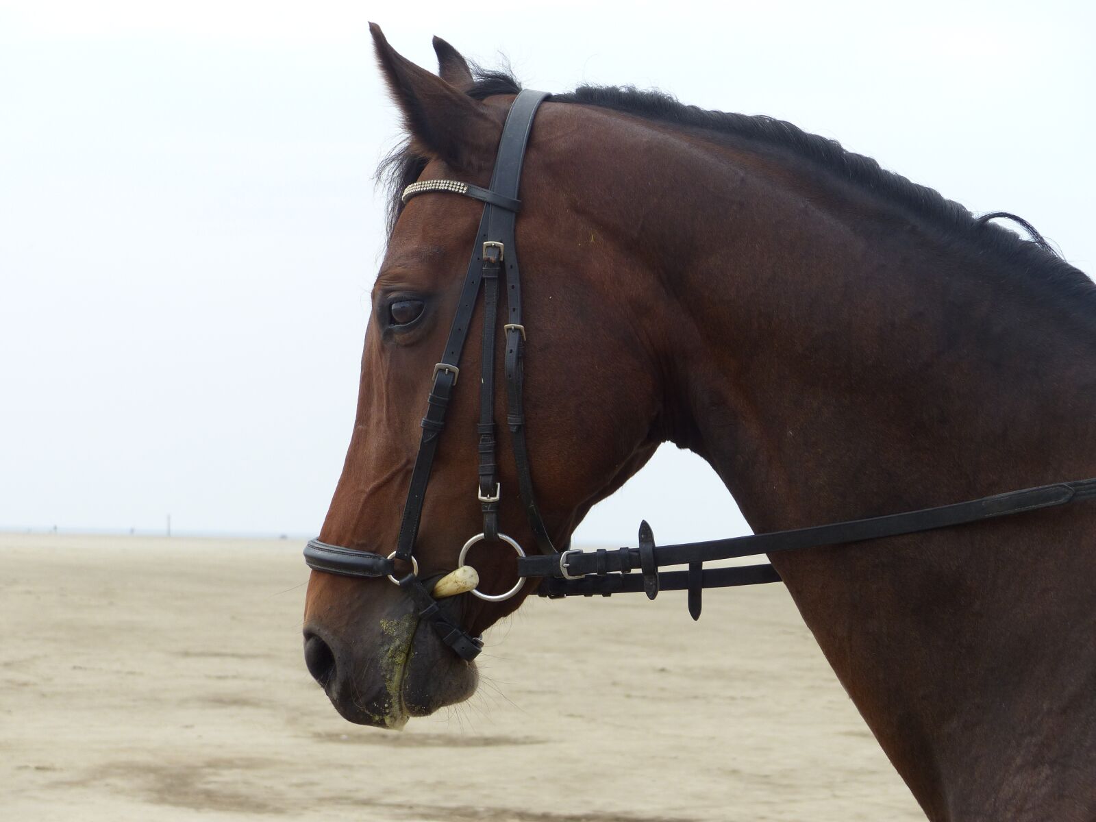 Panasonic Lumix DMC-FZ200 sample photo. Horse, horse head, bridle photography