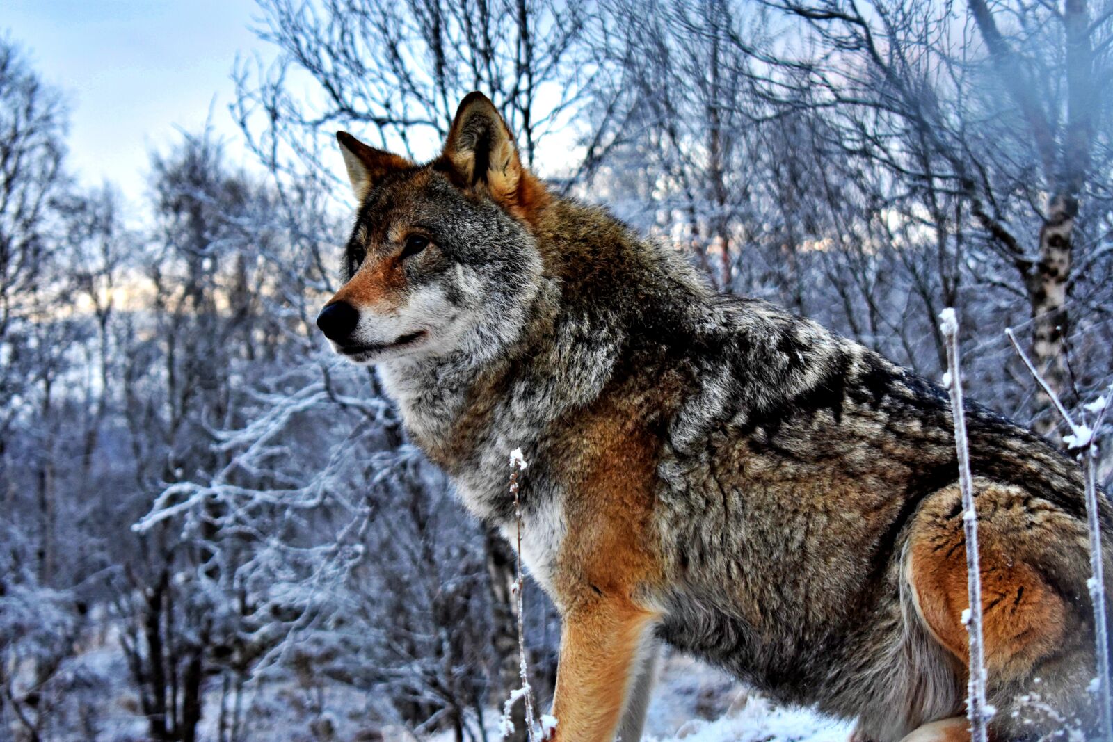 Nikon D3400 sample photo. Wolf, mountain, nature photography