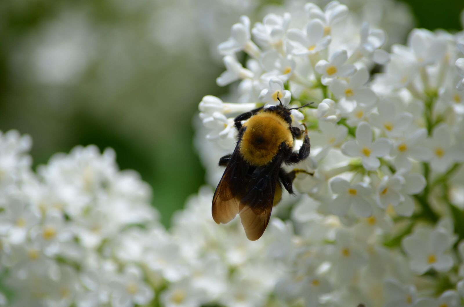 Nikon D5100 sample photo. Bee, lilac, flower photography