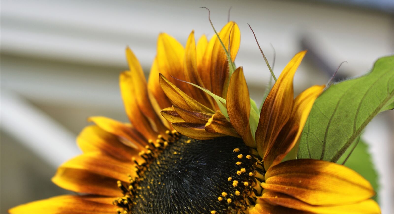 Sony Alpha DSLR-A350 sample photo. Sunflower, terra cotta, petals photography