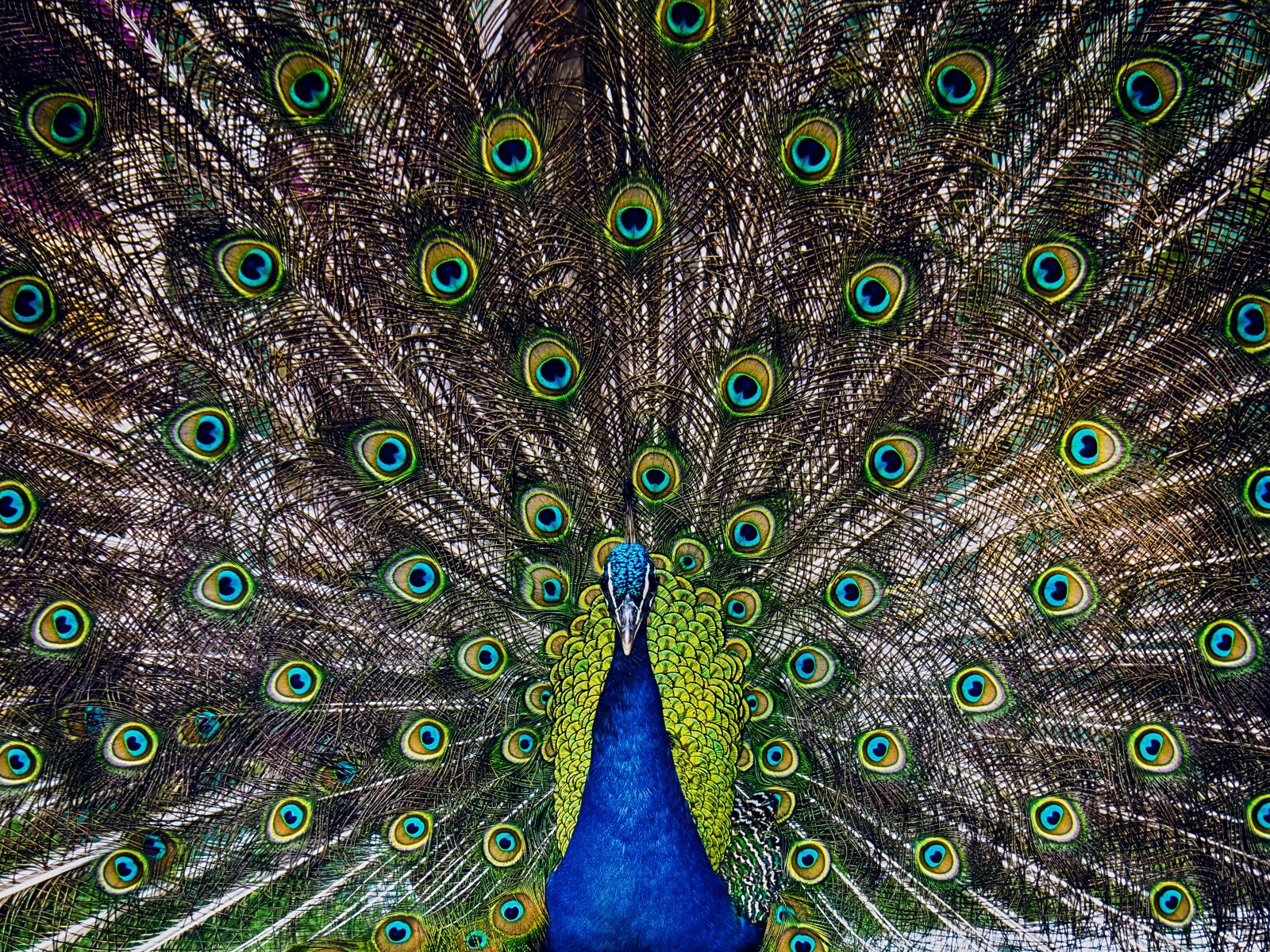 Olympus OM-D E-M10 II sample photo. Peacock, animals, ave photography