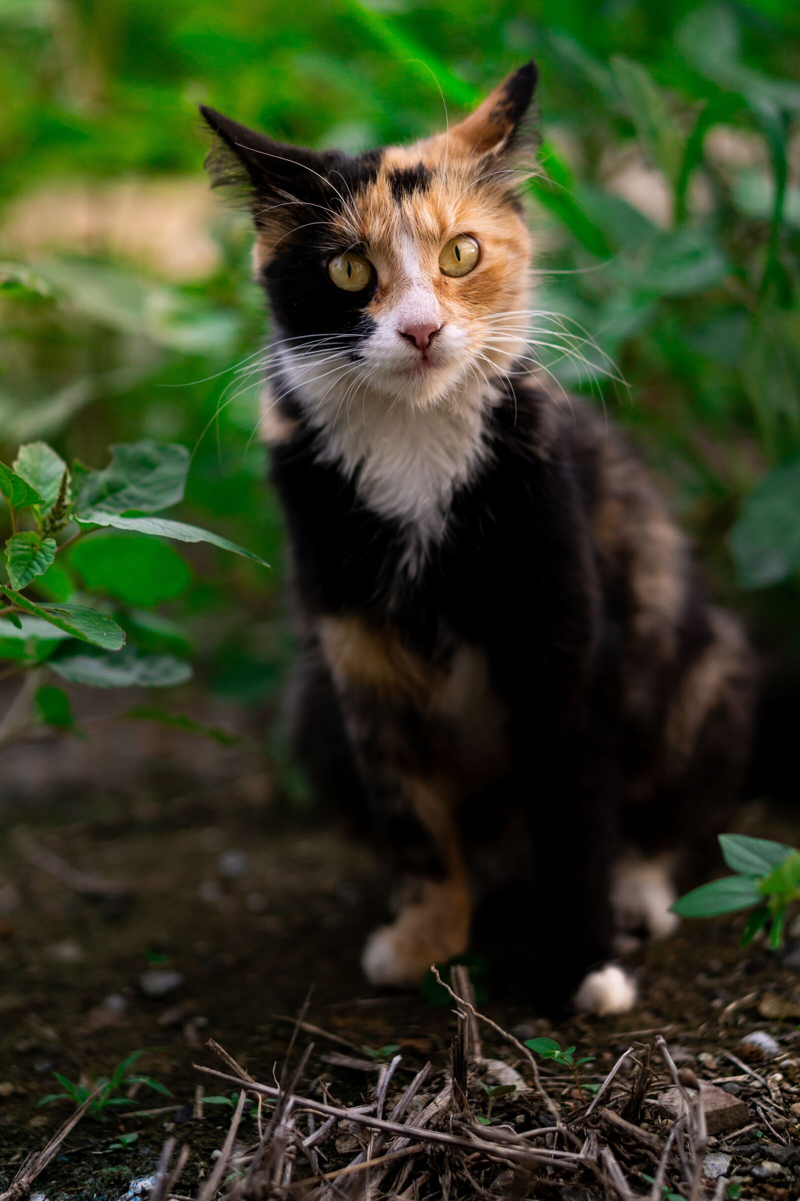 E 50mm F1.8 OSS sample photo. Cat, animal, eyes photography