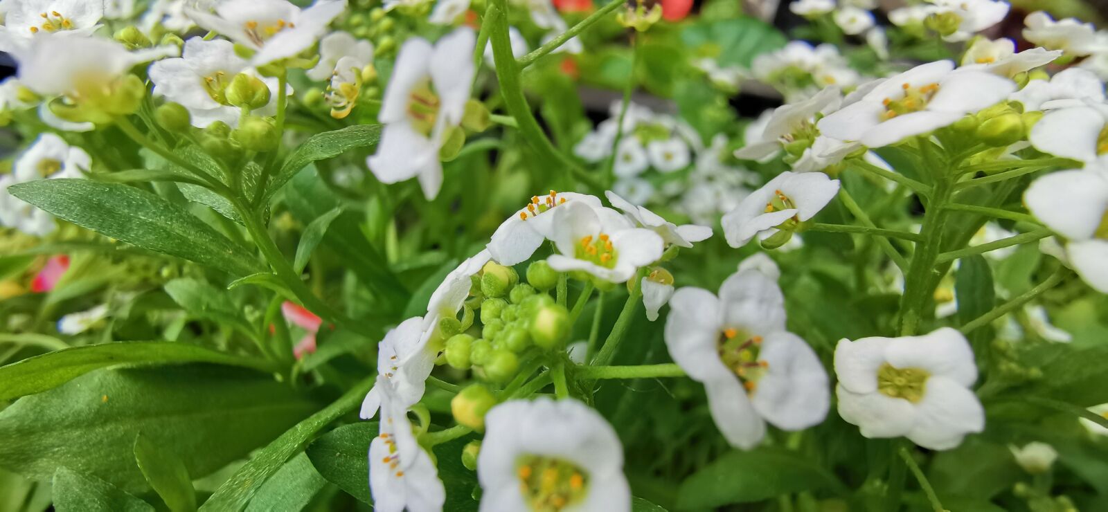 HUAWEI P30 Pro sample photo. The micro world of photography