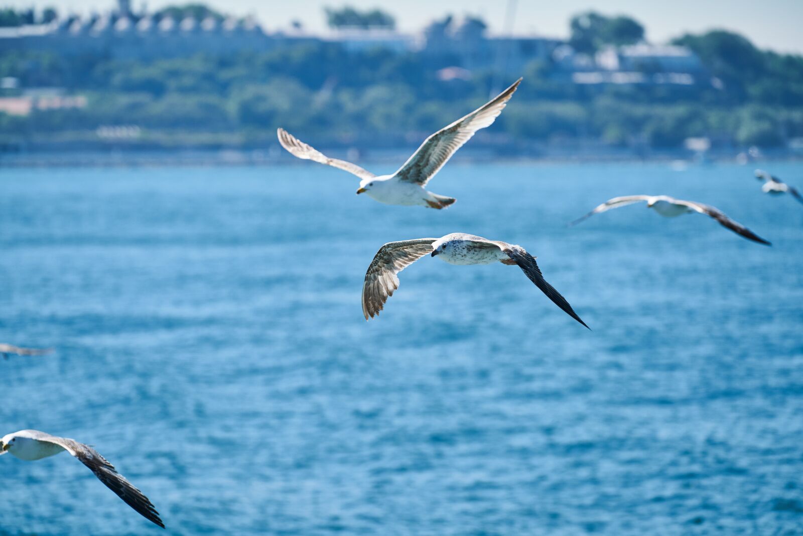 Sony FE 70-200mm F4 G OSS sample photo. March, gulls, bird photography
