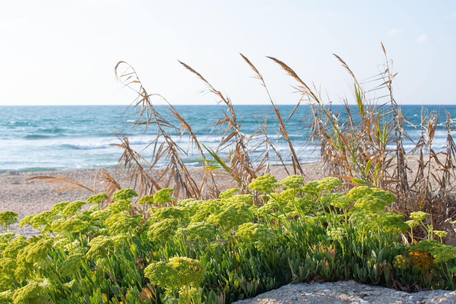 Nikon D7200 sample photo. Coast, spikes, sea photography