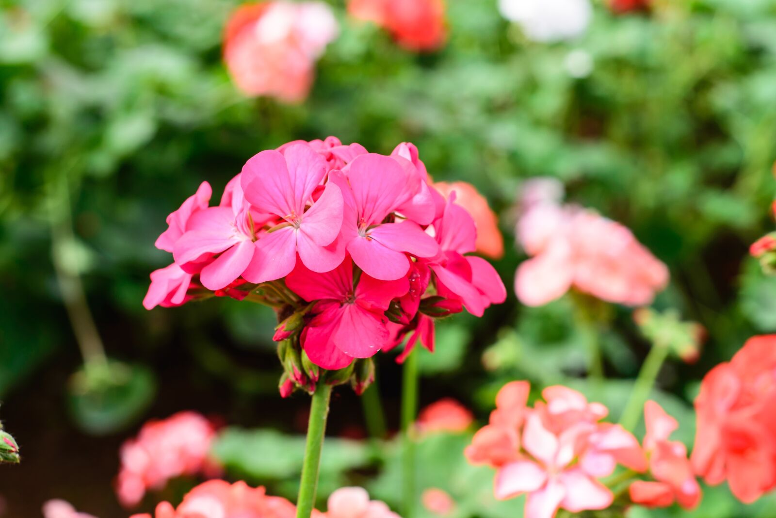 Nikon D600 sample photo. Flower, gardens, pink flower photography