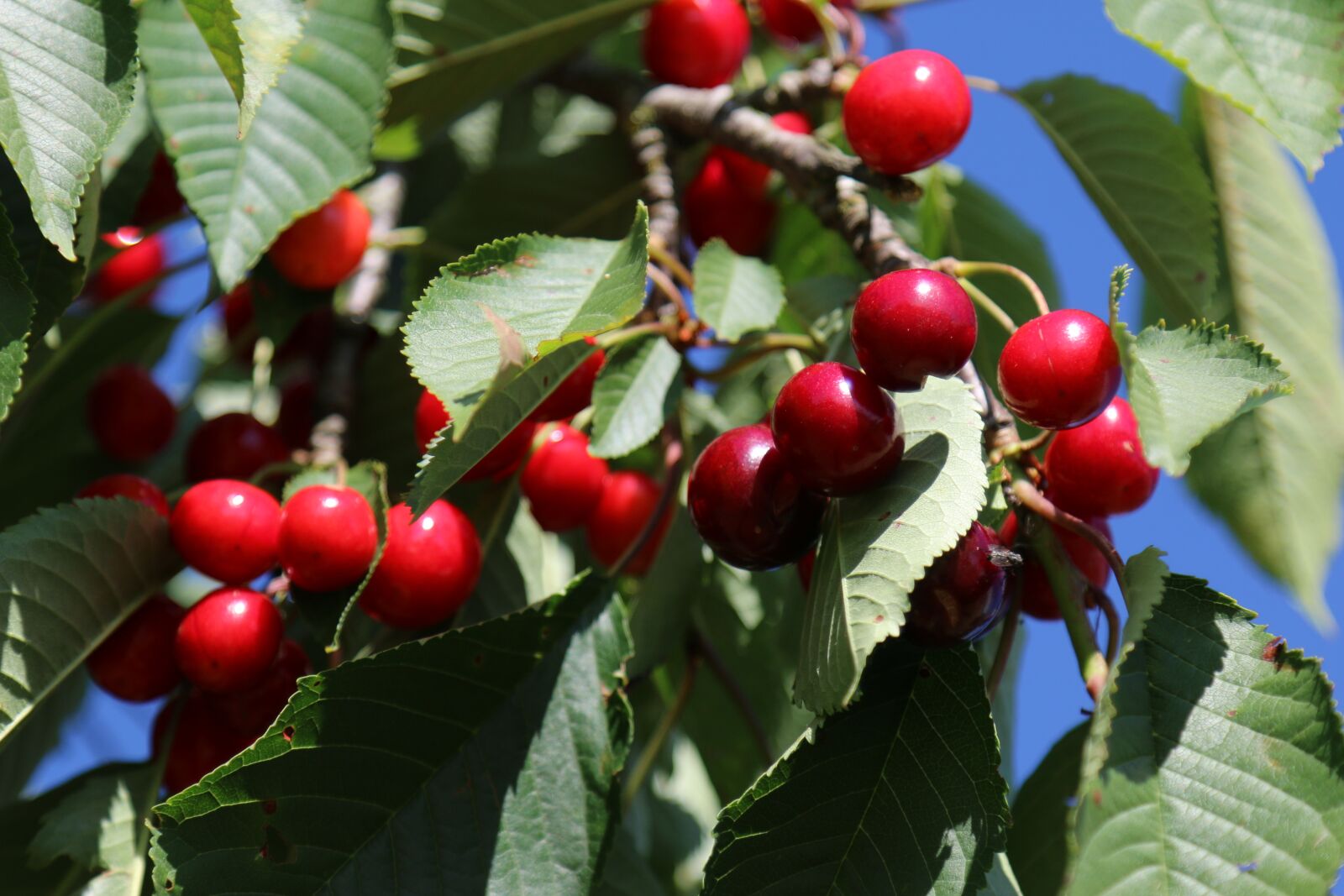 Canon EOS 70D + Canon EF 24-105mm F4L IS USM sample photo. Cherries, orchards, lorraine photography