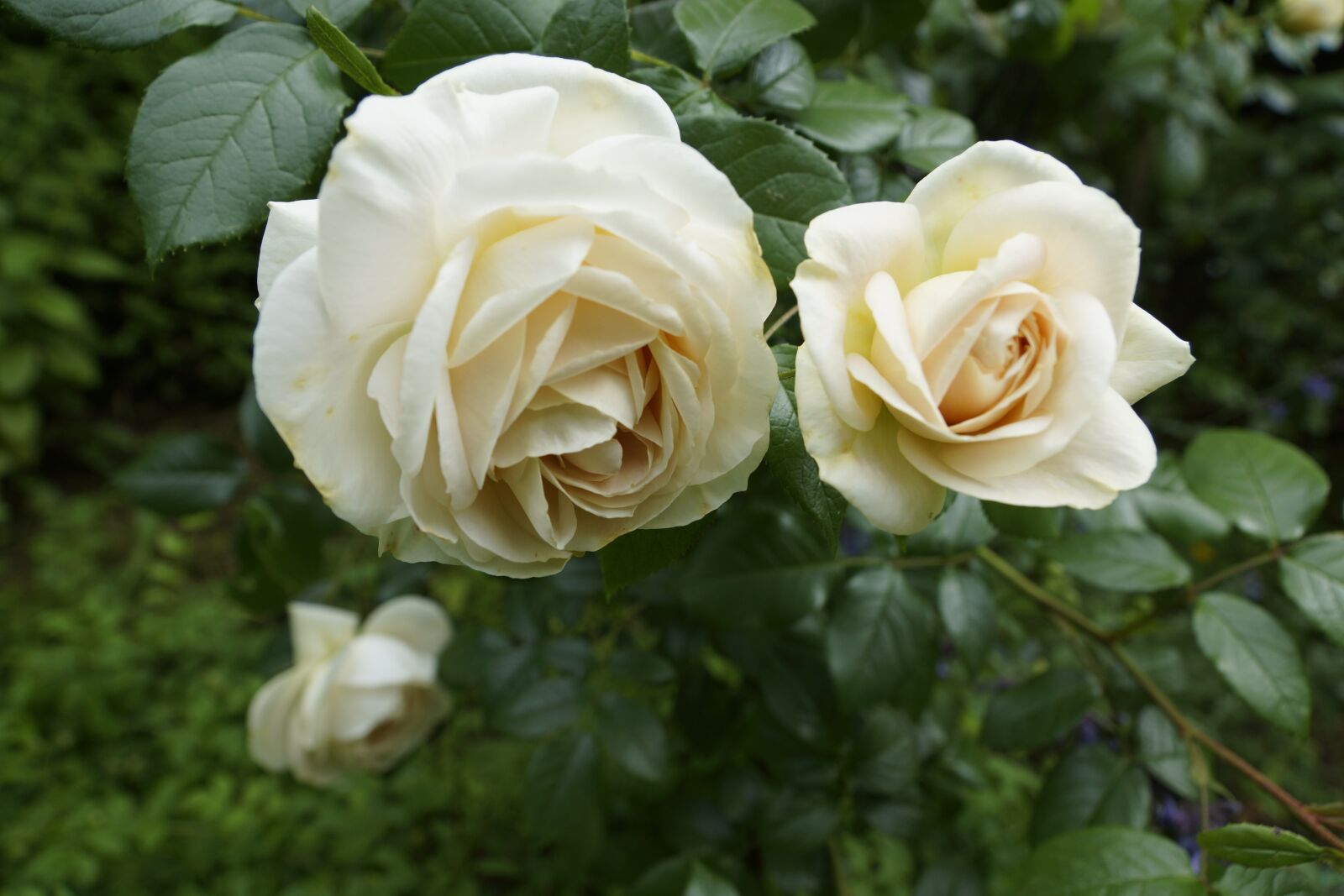 Sony SLT-A77 + Sony DT 16-50mm F2.8 SSM sample photo. Rose, garden, rose bloom photography
