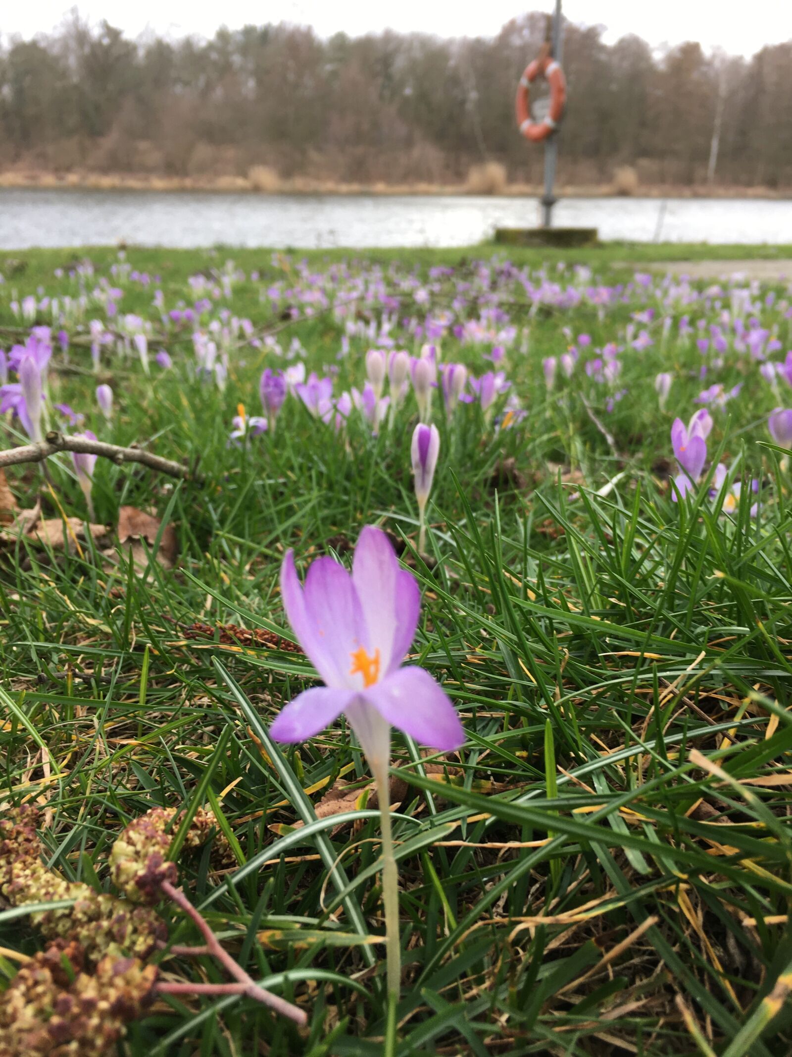 Apple iPhone 6s sample photo. Crocus, flowers, spring photography
