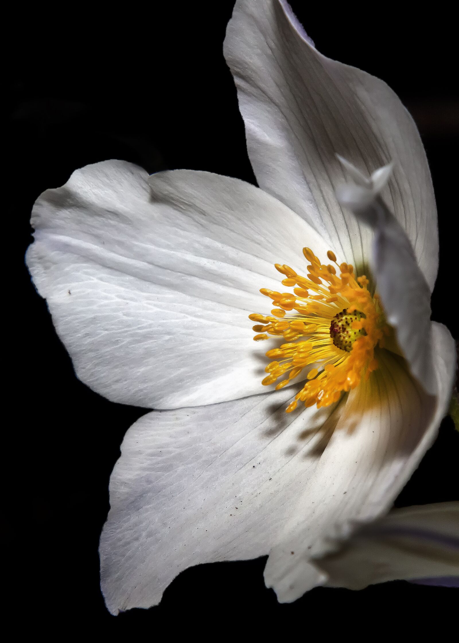 Canon EF 24-105mm F4L IS USM sample photo. Helleborus, flower, blossom photography