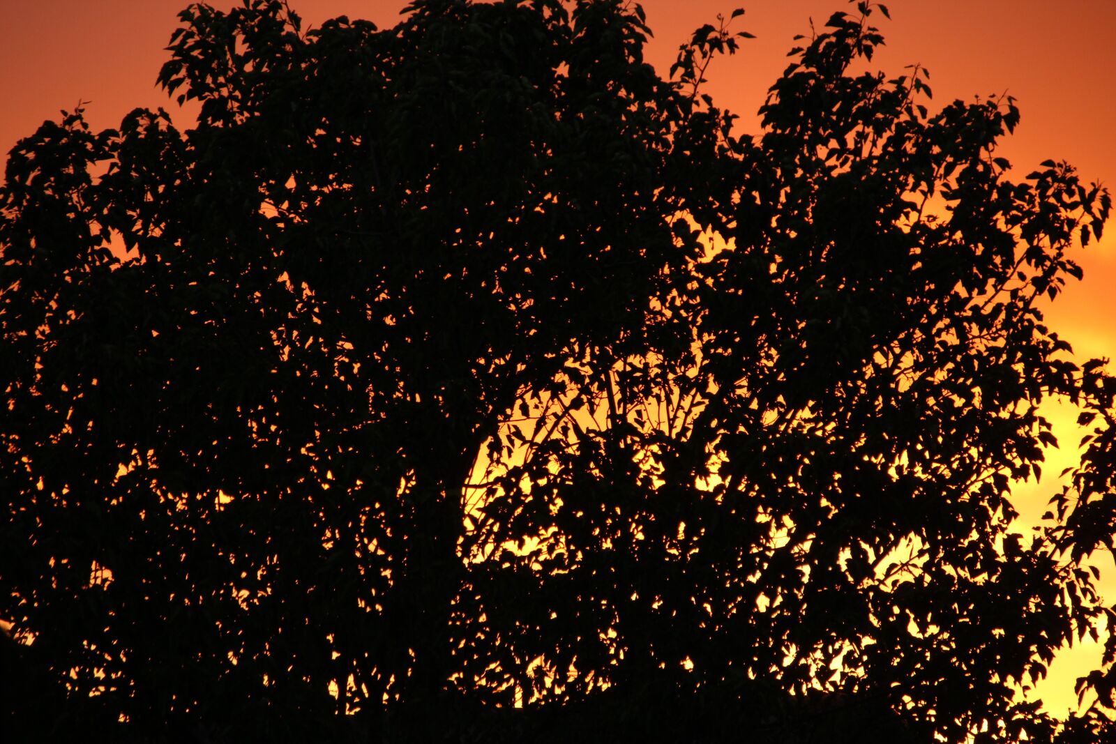 Canon EOS 1200D (EOS Rebel T5 / EOS Kiss X70 / EOS Hi) sample photo. Tree, silhouette, sunset photography