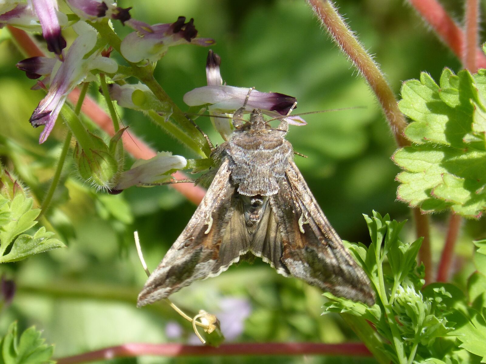 Panasonic DMC-FZ62 sample photo. Moth, lepidopteran, butterfly photography