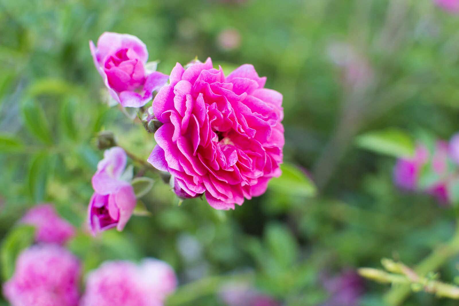 Nikon D7100 sample photo. Rose, flower, nature photography