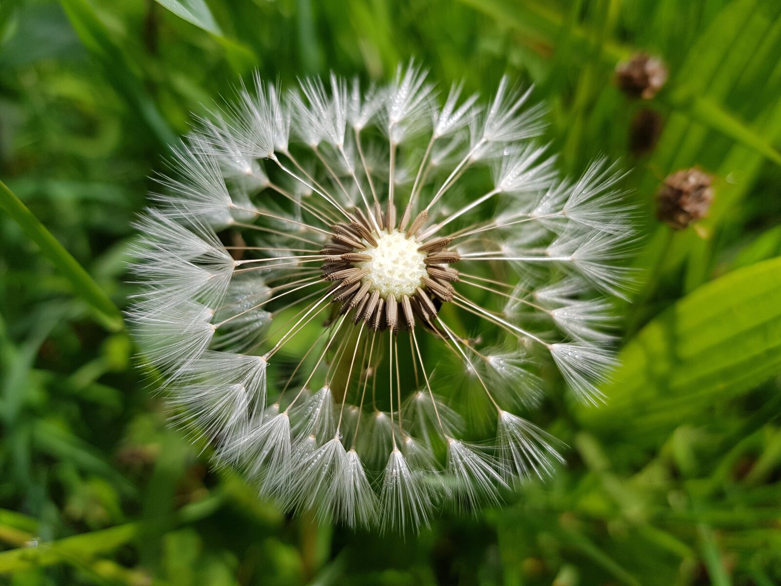 Samsung Galaxy S8 sample photo. Dandelion, nature, flower photography