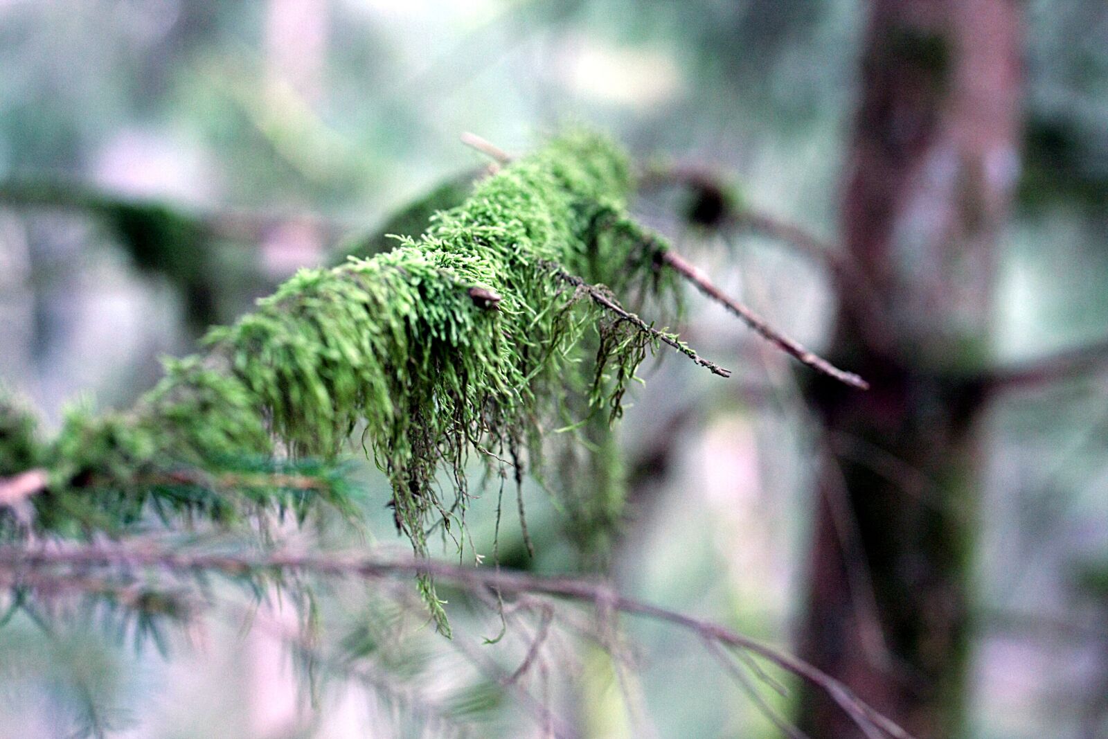 Canon EOS 40D sample photo. Branch, moss, nature photography