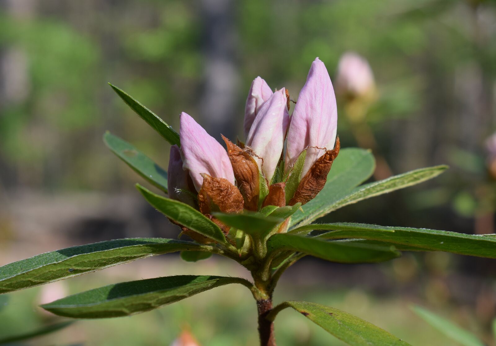 Nikon D3300 sample photo. Azalea blossom buds, azalea photography
