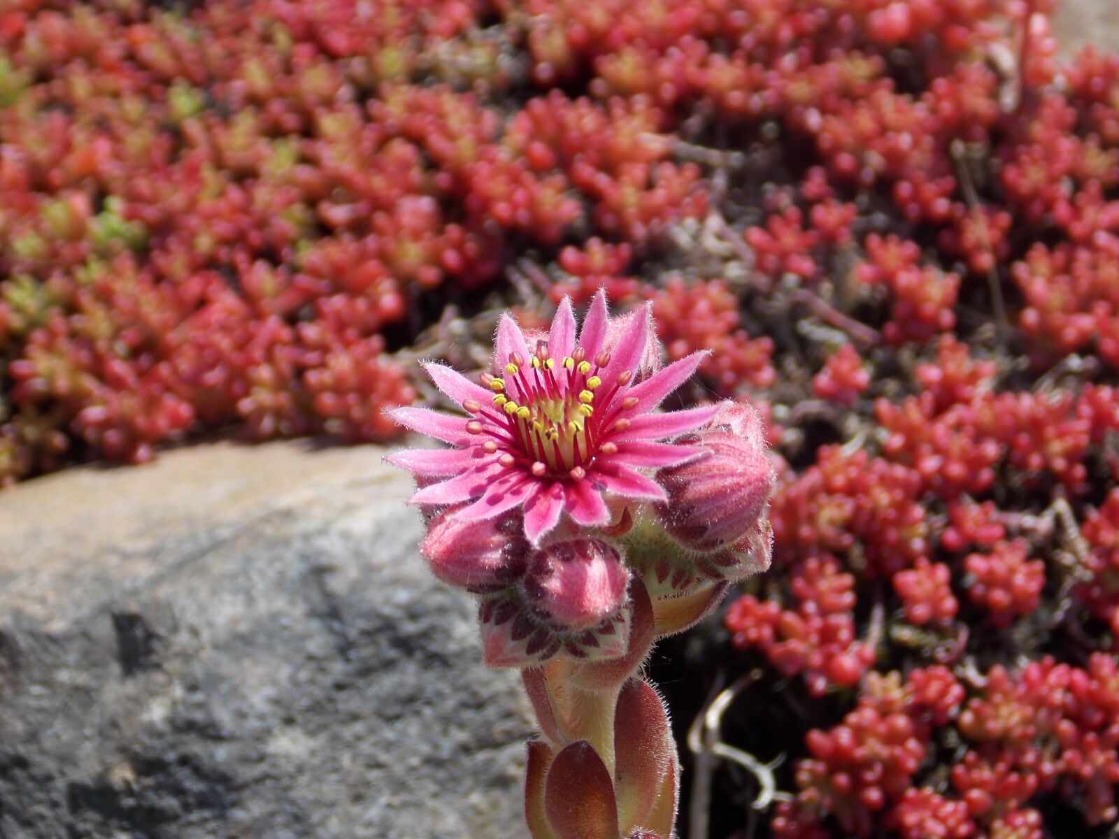 Nikon Coolpix L810 sample photo. Stone garden, flower, spring photography