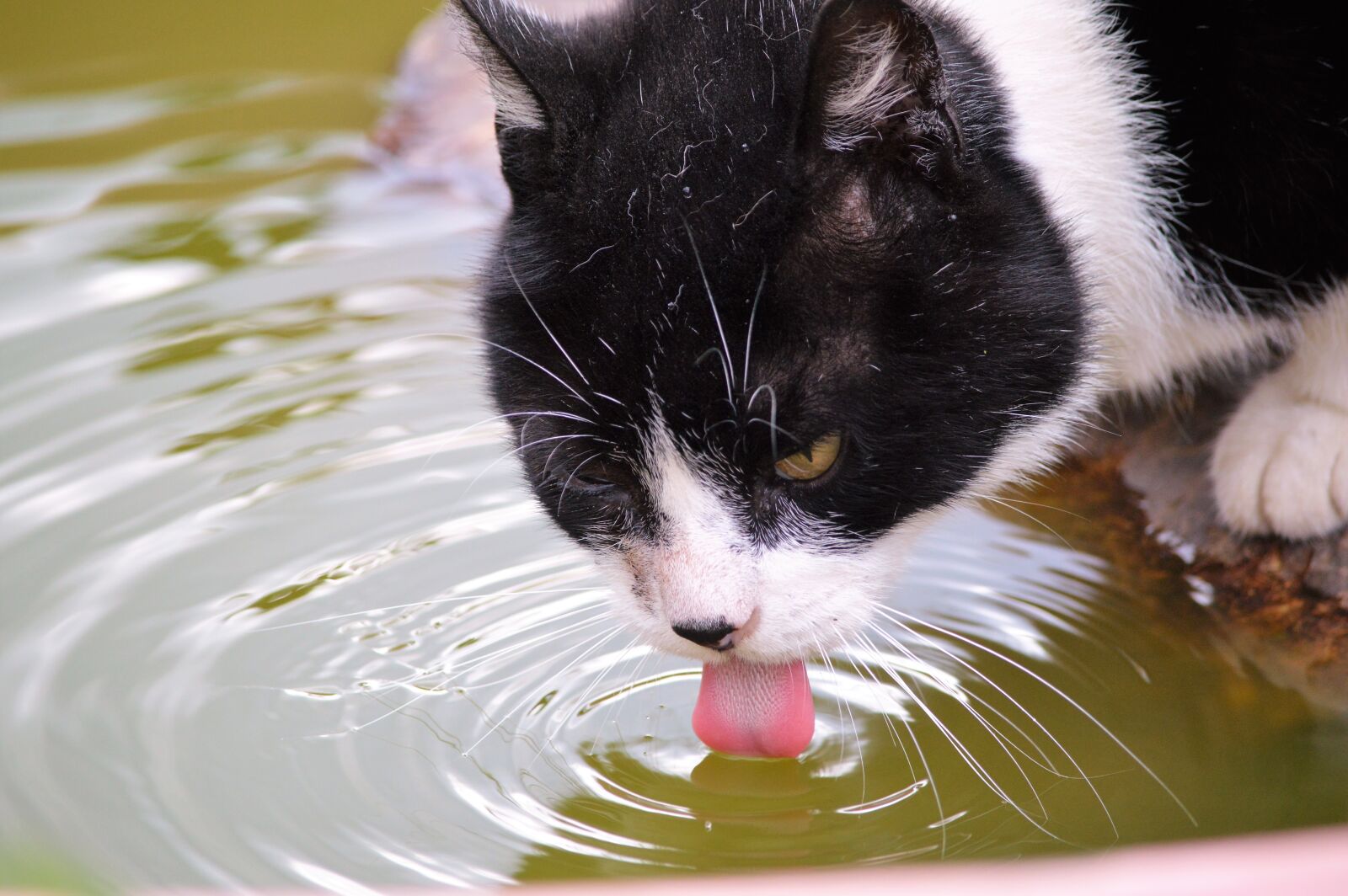 Nikon D3200 sample photo. Cat, portrait, eyes photography
