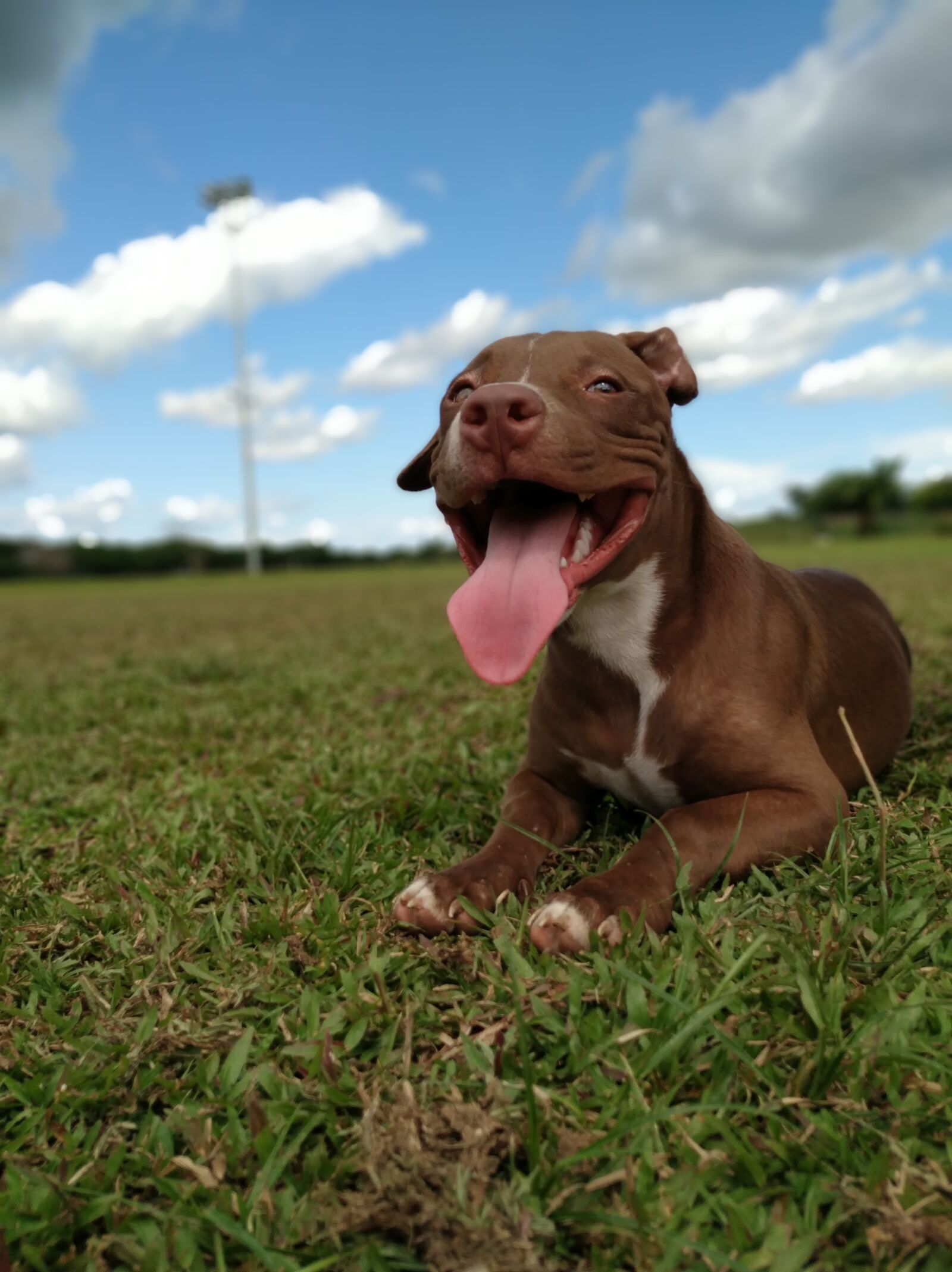 Xiaomi Mi A2 sample photo. Animals, pet, south america photography