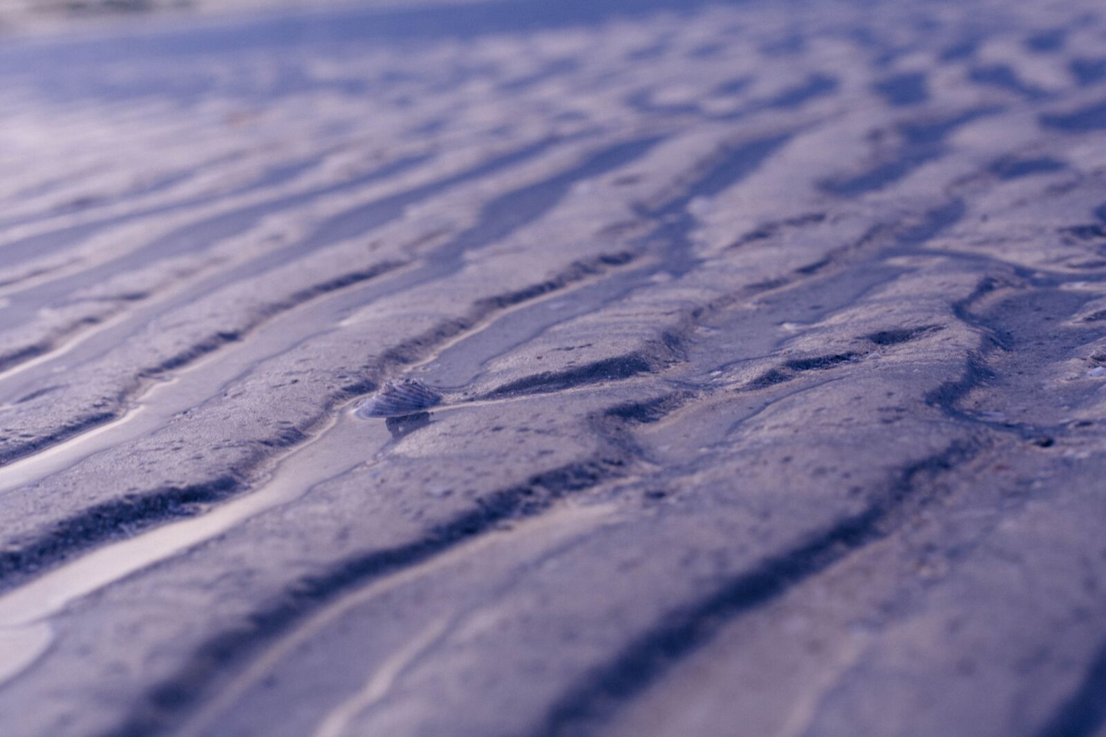 Canon EOS 6D + Canon EF 50mm F1.8 STM sample photo. Close, close up, close-up photography