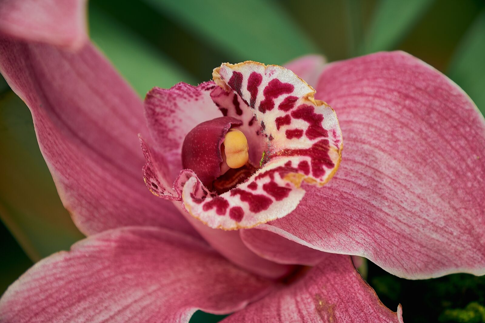 Nikon D7200 sample photo. Cymbidium, orchid, flower photography