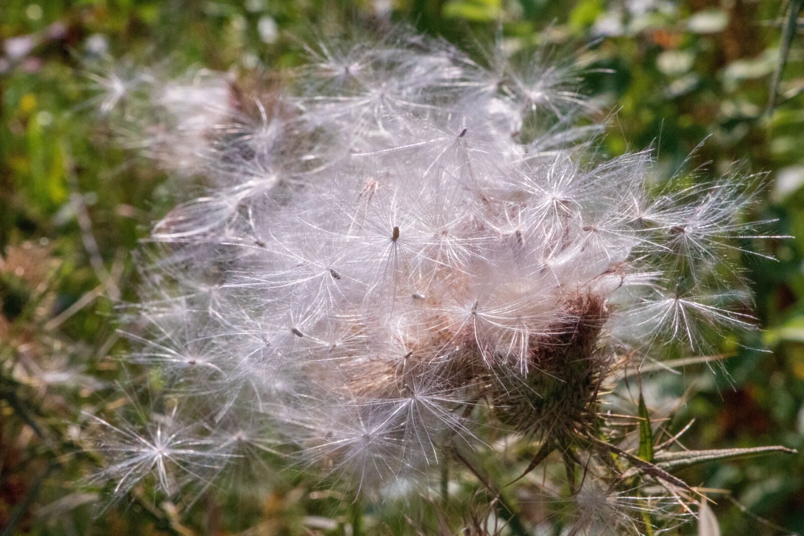 Canon EOS 6D Mark II sample photo. Plant, seeds, close up photography