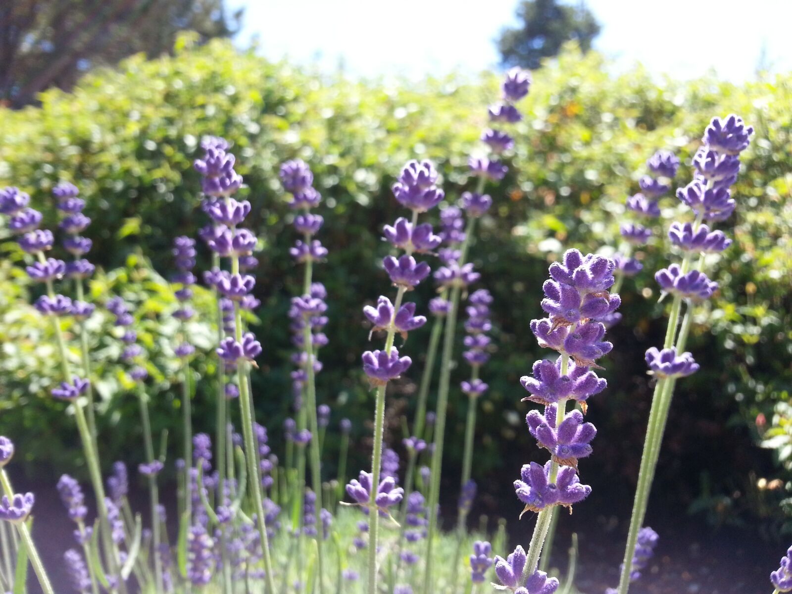 Samsung Galaxy Note2 sample photo. Lavender, flowers, garden photography
