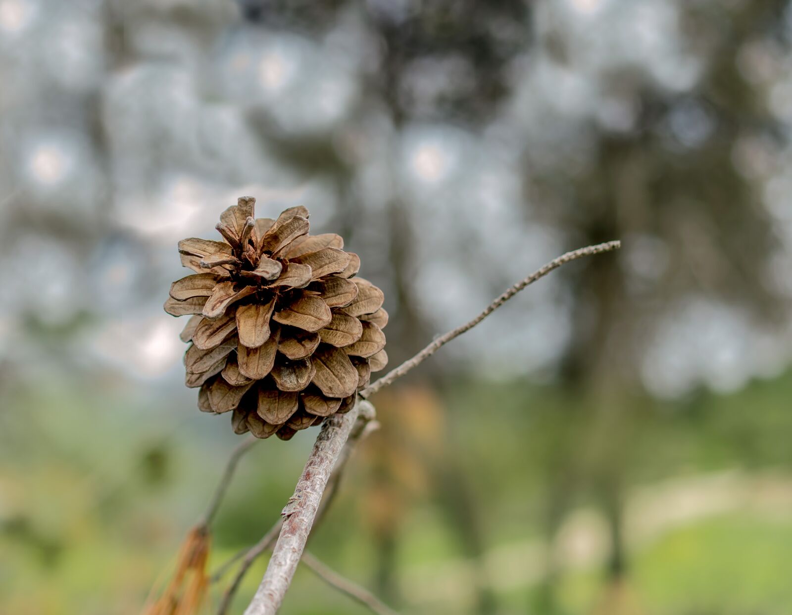 Nikon D3200 sample photo. Nature, outdoors, flora photography