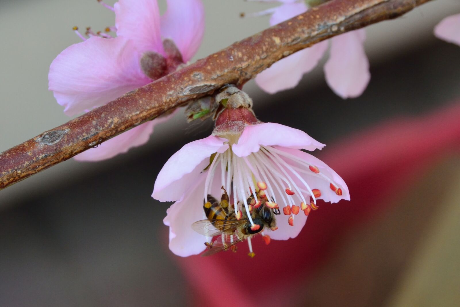 Nikon D5200 sample photo. African, honey bee, apis photography