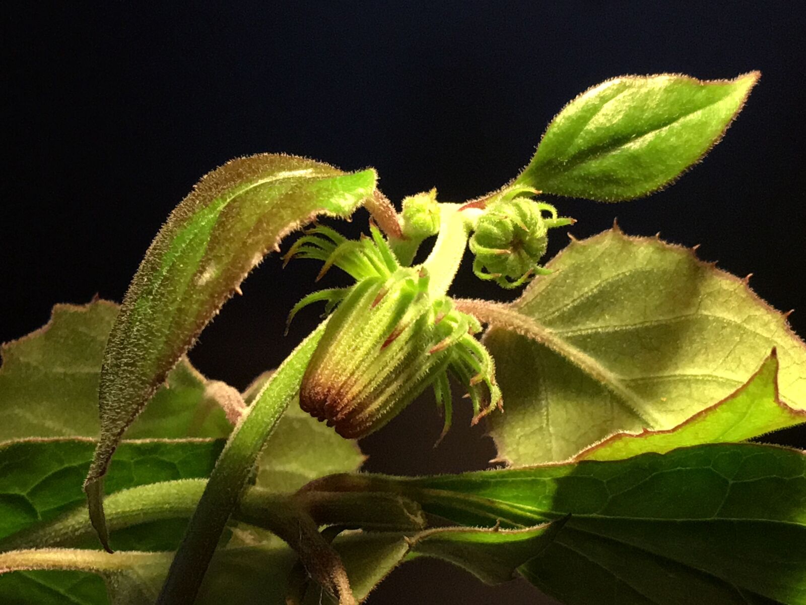 Apple iPhone 6s Plus sample photo. Buds, green, nature photography
