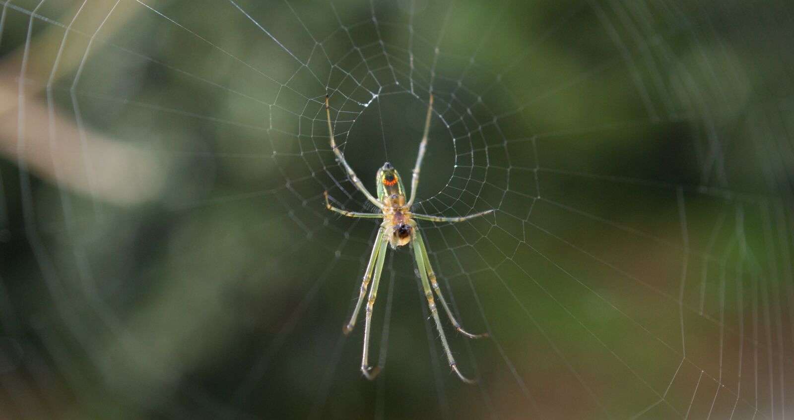 Sony Alpha DSLR-A390 sample photo. Insects, area, kettle photography