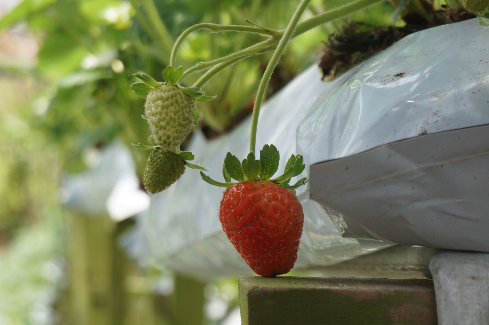 Sony Alpha NEX-3N sample photo. Fruits, strawberries, farm photography