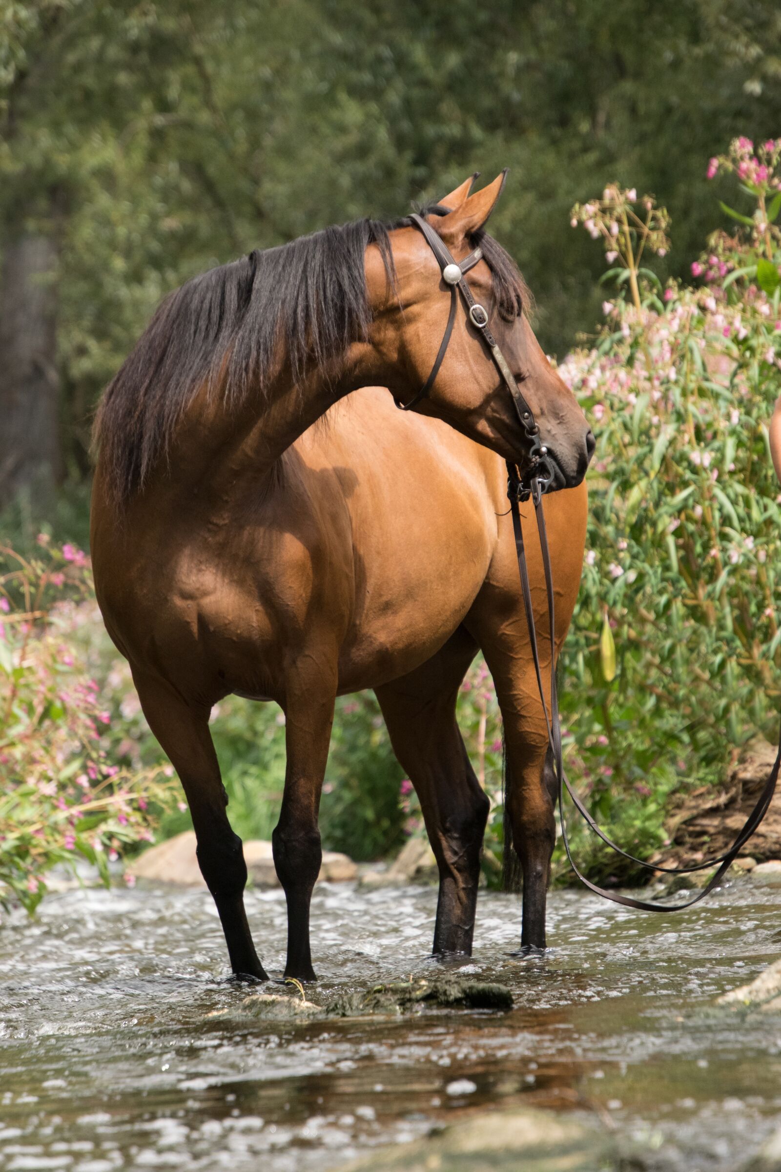 Nikon D3300 sample photo. Horse, river, water photography