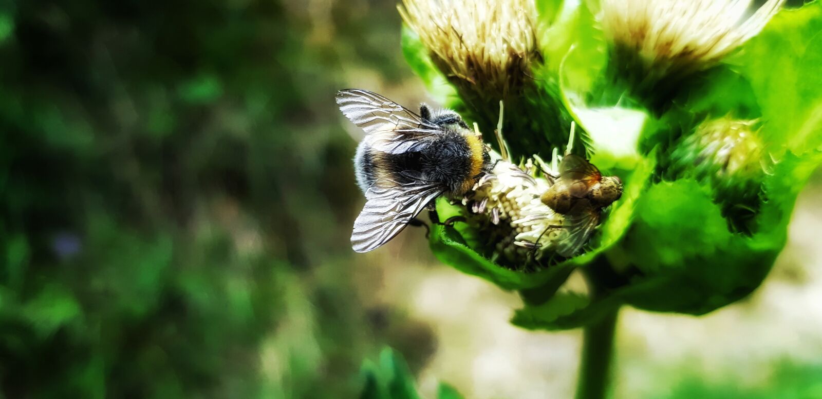 Samsung Galaxy S8 Rear Camera sample photo. Animals, bees, black forest photography