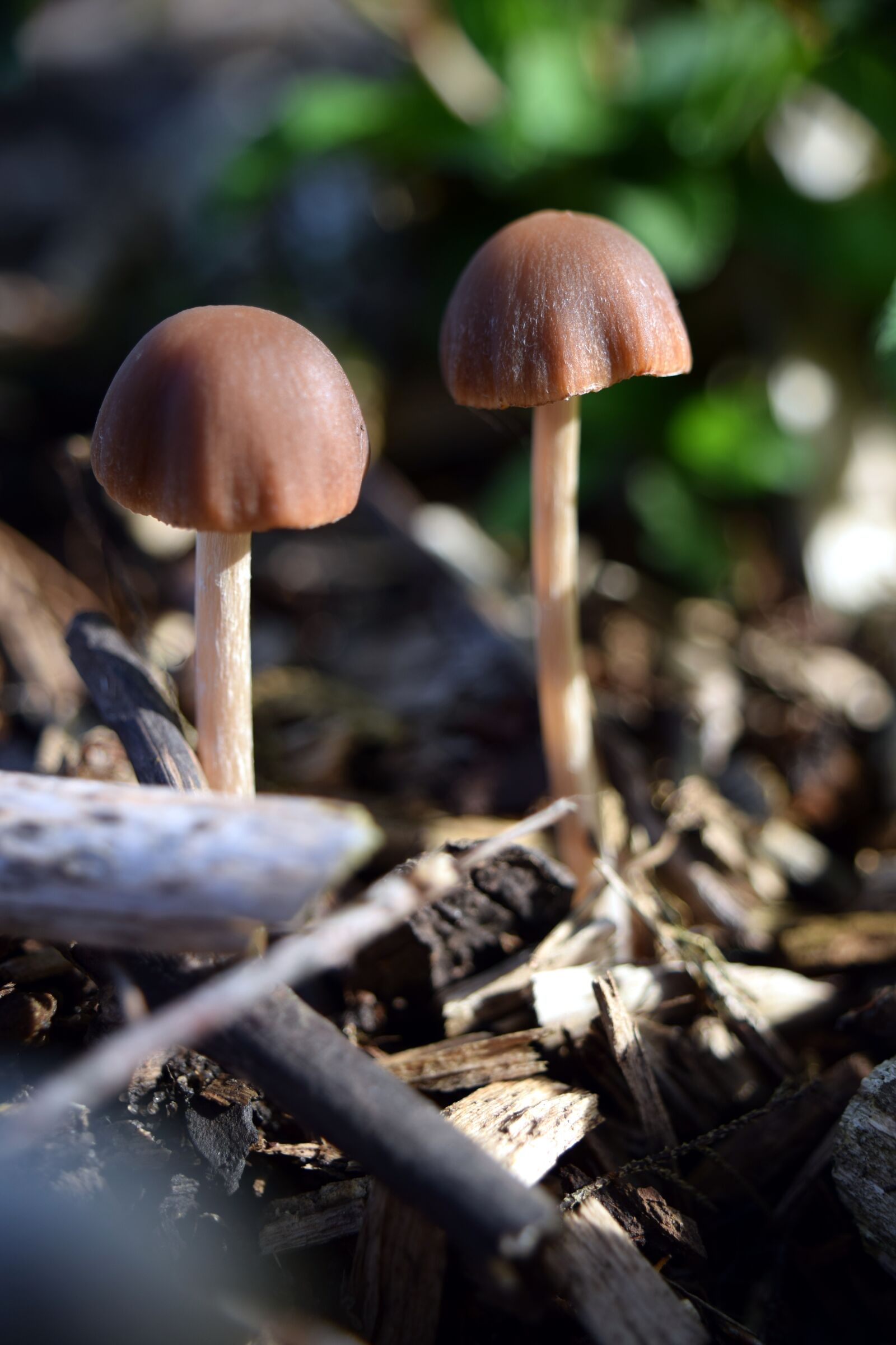 Nikon D5300 sample photo. Mushrooms, forest, nature photography