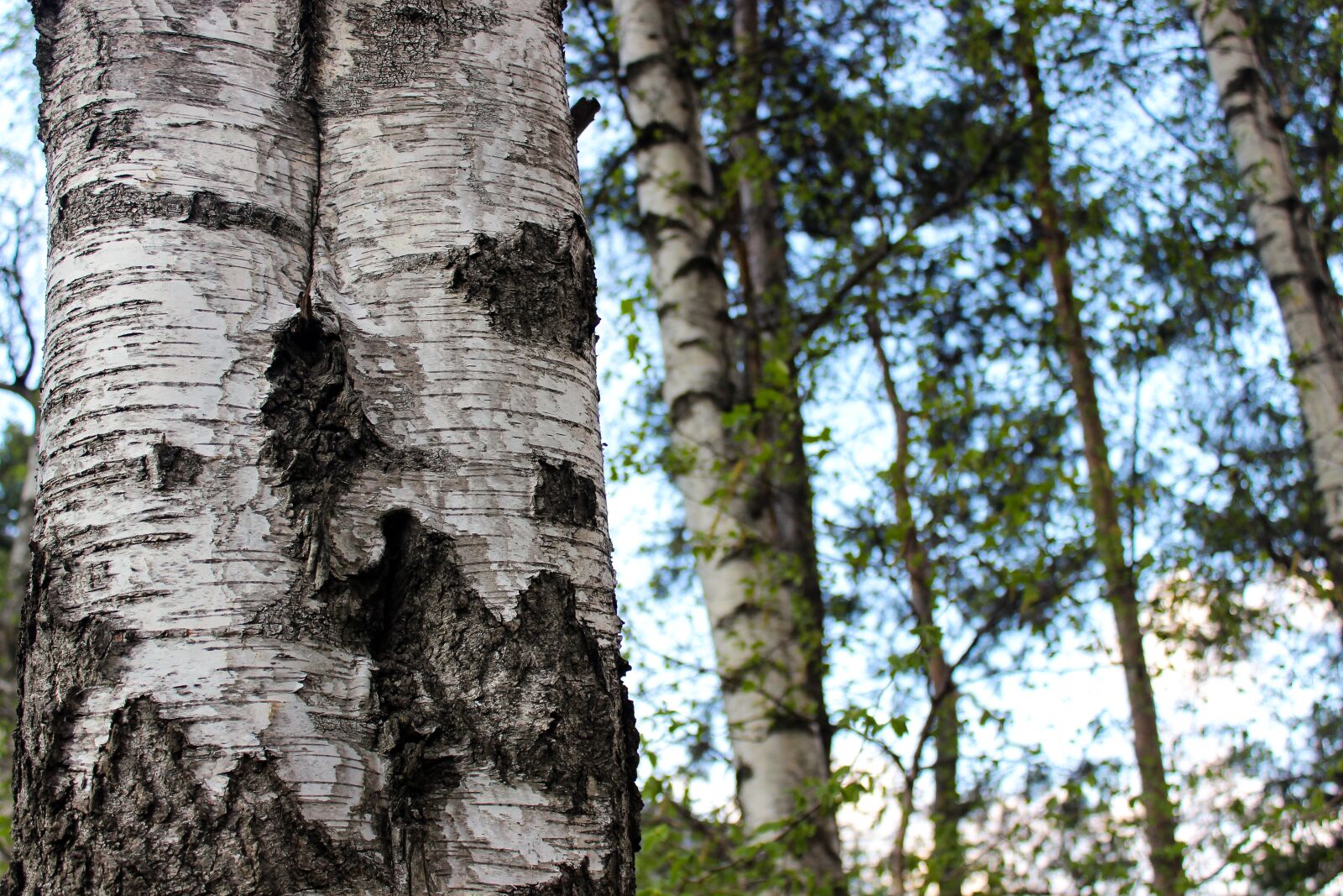 Canon EOS 600D (Rebel EOS T3i / EOS Kiss X5) sample photo. Birch, tree, wood photography