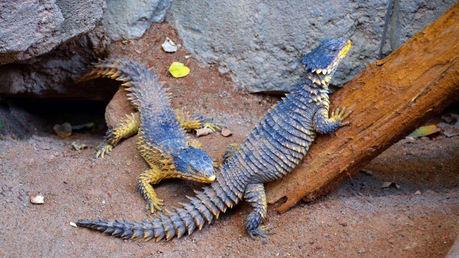 Nikon D5200 sample photo. Giant belt tail, lizard photography