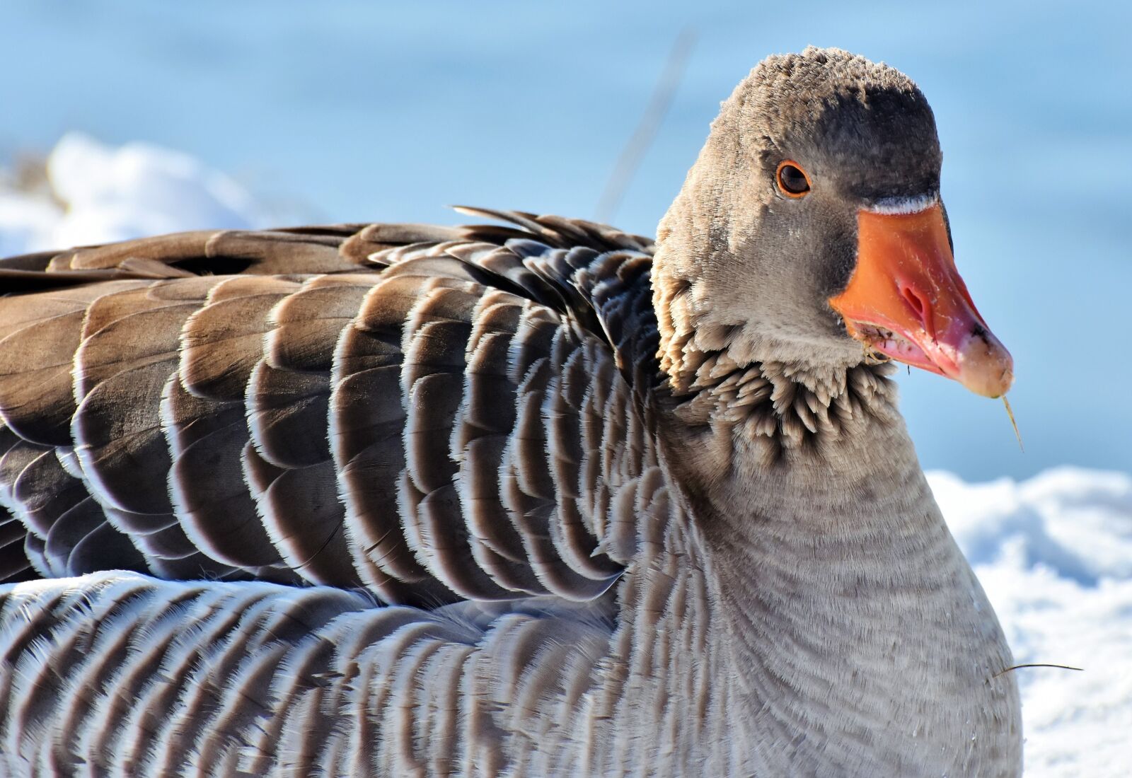 Nikon D7200 sample photo. Goose, greylag goose, wild photography